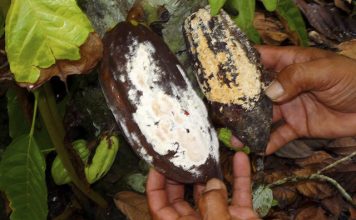 Confirmado novo foco de monilíase do cacaueiro no Amazonas