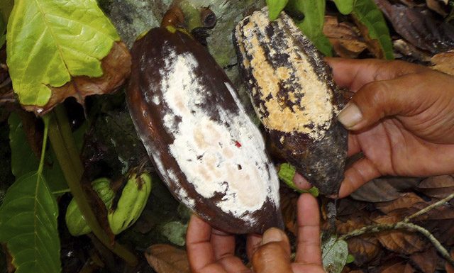 Confirmado novo foco de monilíase do cacaueiro no Amazonas