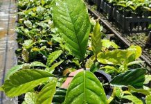 Pesquisa melhora qualidade de mudas de café conilon