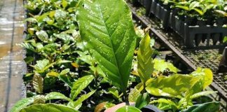 Pesquisa melhora qualidade de mudas de café conilon