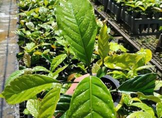 Pesquisa melhora qualidade de mudas de café conilon