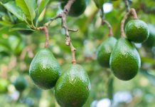 Brasil abre mercado para exportação de abacates para Costa Rica