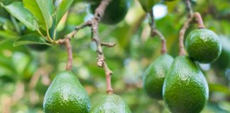 Brasil abre mercado para exportação de abacates para Costa Rica