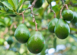 Brasil abre mercado para exportação de abacates para Costa Rica