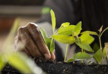 Suzano incentiva parceria com produtores rurais capixabas no cultivo de florestas de eucalipto