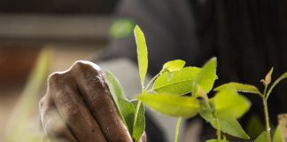 Suzano incentiva parceria com produtores rurais capixabas no cultivo de florestas de eucalipto