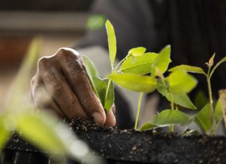 Suzano incentiva parceria com produtores rurais capixabas no cultivo de florestas de eucalipto