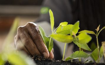 Suzano incentiva parceria com produtores rurais capixabas no cultivo de florestas de eucalipto