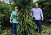 Rogério Chiabai recebe medalha Mérito Cafeeiro no 48º Congresso Brasileiro de Pesquisas Cafeeiras
