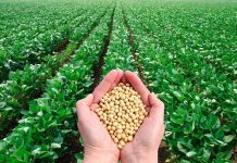 Bahia rumo à maior safra de soja da história