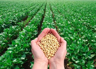 Bahia rumo à maior safra de soja da história