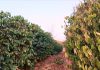 Cafeeiros da variedade robusta sentem muito a seca