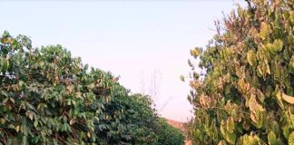 Cafeeiros da variedade robusta sentem muito a seca