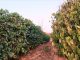 Cafeeiros da variedade robusta sentem muito a seca