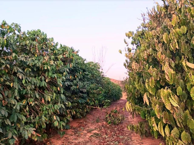 À esquerda, linha de cafeeiros arábica e à direita linha de cafeeiros robusta. As plantas do robusta já totalmente murchas e com folhagem queimada por estiagem, sentindo mais a seca, em comparação com as plantas de arábica. Foto: divulgação