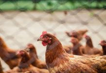 Portaria suspende eventos e criação de aves ao ar livre em prevenção à gripe aviária