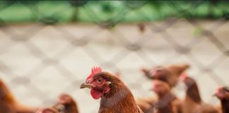 Portaria suspende eventos e criação de aves ao ar livre em prevenção à gripe aviária