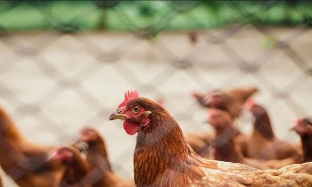 Portaria suspende eventos e criação de aves ao ar livre em prevenção à gripe aviária